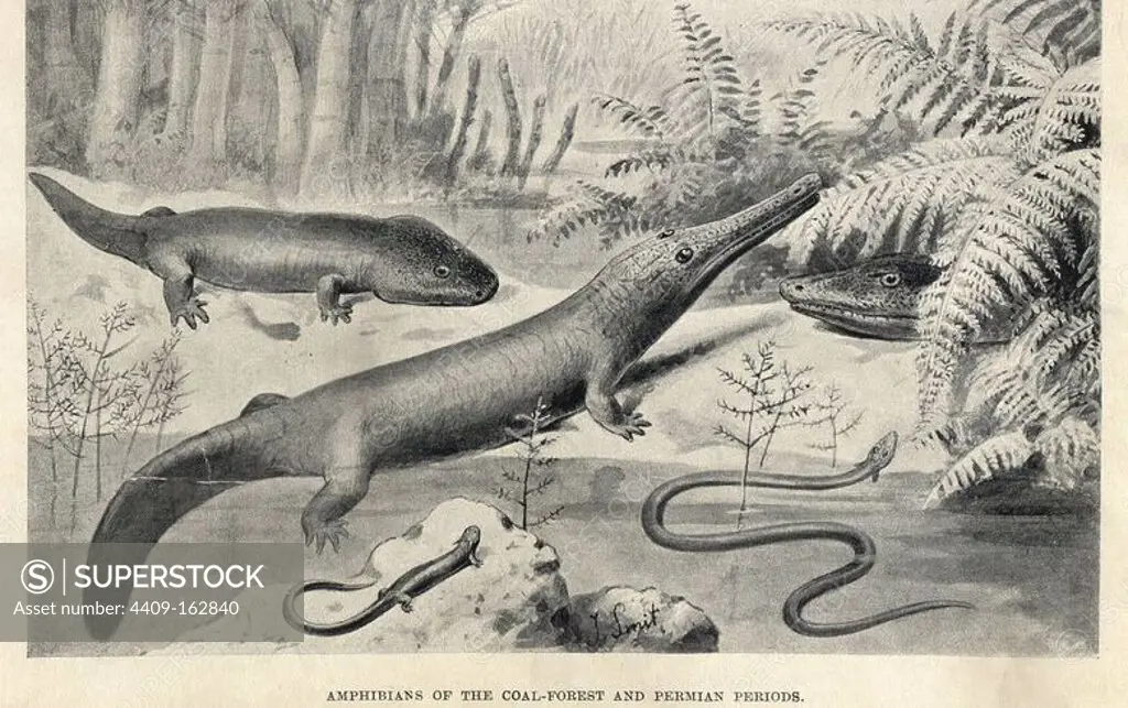 Sclerocephalus haeuseri (Actinodon), Keraterpeton galvani (Ceraterpeton), Archegosaurus decheni, Phlegethontia longissima (Dolichosoma), and head of Loxomma under ferns. Amphibians of the coal forest and Permian periods. Illustration by J. Smit from H. N. Hutchinson's "Extinct Monsters and Creatures of Other Days," Chapman and Hall, London, 1894.