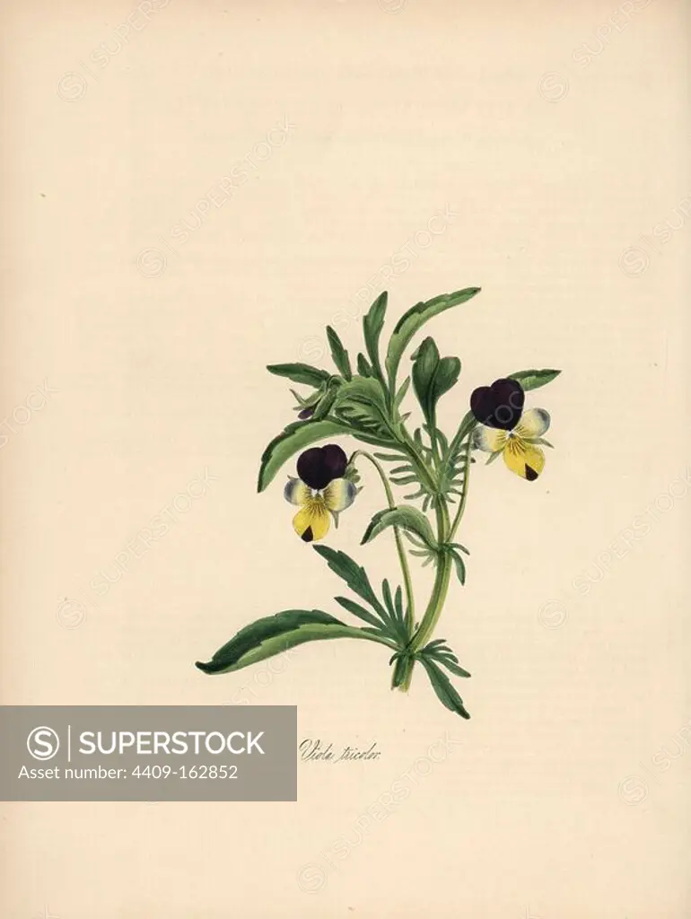 Heartsease, Viola tricolor. Handcoloured zincograph by C. Chabot drawn by Miss M. A. Burnett from her "Plantae Utiliores: or Illustrations of Useful Plants," Whittaker, London, 1842. Miss Burnett drew the botanical illustrations, but the text was chiefly by her late brother, British botanist Gilbert Thomas Burnett (1800-1835).