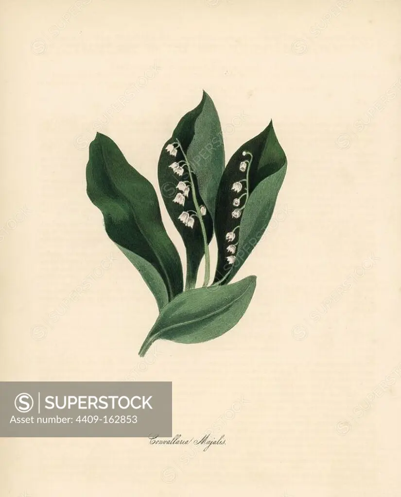 Lily of the valley, Convallaria majalis. Handcoloured zincograph by C. Chabot drawn by Miss M. A. Burnett from her "Plantae Utiliores: or Illustrations of Useful Plants," Whittaker, London, 1842. Miss Burnett drew the botanical illustrations, but the text was chiefly by her late brother, British botanist Gilbert Thomas Burnett (1800-1835).