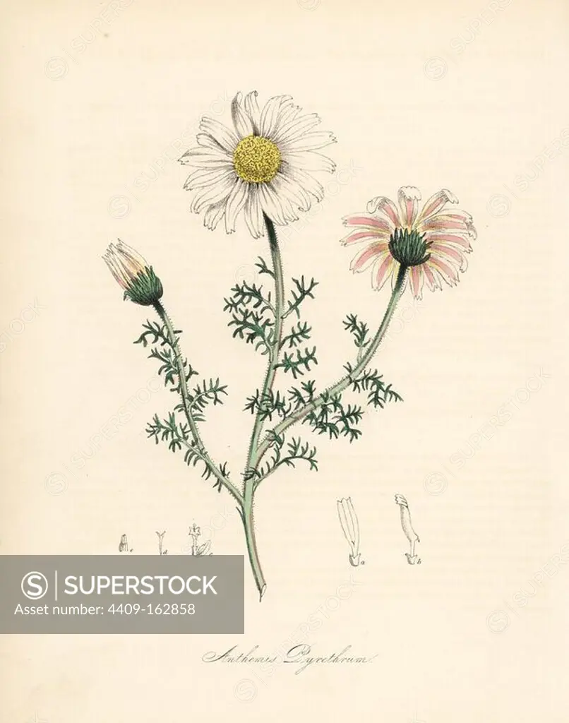 Spanish chamomile or pellitory of Spain, Anacyclus pyrethrum (Anthemis pyrethrum). Handcoloured zincograph by C. Chabot drawn by Miss M. A. Burnett from her "Plantae Utiliores: or Illustrations of Useful Plants," Whittaker, London, 1842. Miss Burnett drew the botanical illustrations, but the text was chiefly by her late brother, British botanist Gilbert Thomas Burnett (1800-1835).