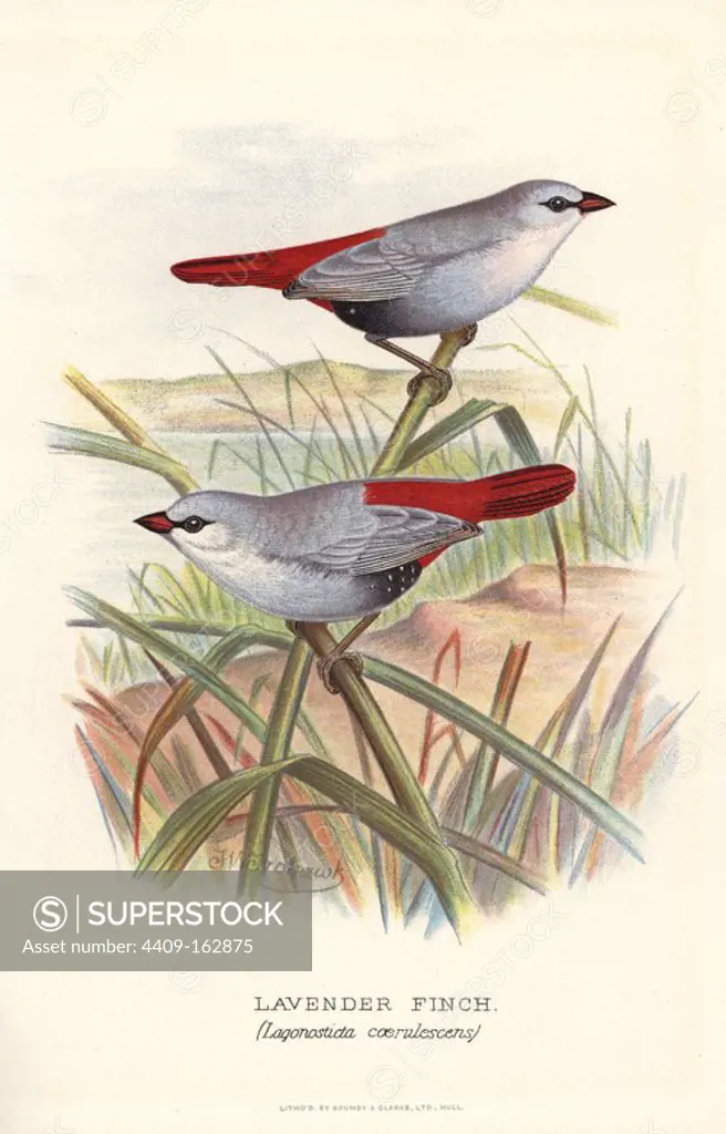 Lavender waxbill, Estrilda caerulescens. (Lavender finch, Lagonosticta coerulescens) Chromolithograph by Brumby and Clarke after a painting by Frederick William Frohawk from Arthur Gardiner Butler's "Foreign Finches in Captivity," London, 1899.