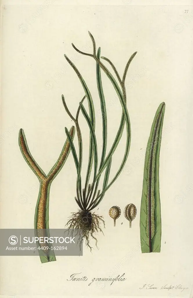 Grass-leaved taenitis, Taenitis graminifolia. Handcoloured copperplate engraving by J. Swan after a botanical illustration by William Jackson Hooker from his own "Exotic Flora," Blackwood, Edinburgh, 1823. Hooker (1785-1865) was an English botanist who specialized in orchids and ferns, and was director of the Royal Botanical Gardens at Kew from 1841.