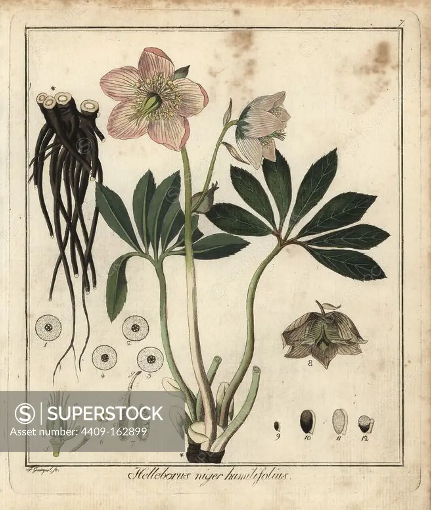 Christmas rose or black hellebore, Helleborus niger humilifolius. Handcoloured copperplate engraving by F. Guimpel from Dr. Friedrich Gottlob Hayne's Medical Botany, Berlin, 1822. Hayne (1763-1832) was a German botanist, apothecary and professor of pharmaceutical botany at Berlin University.