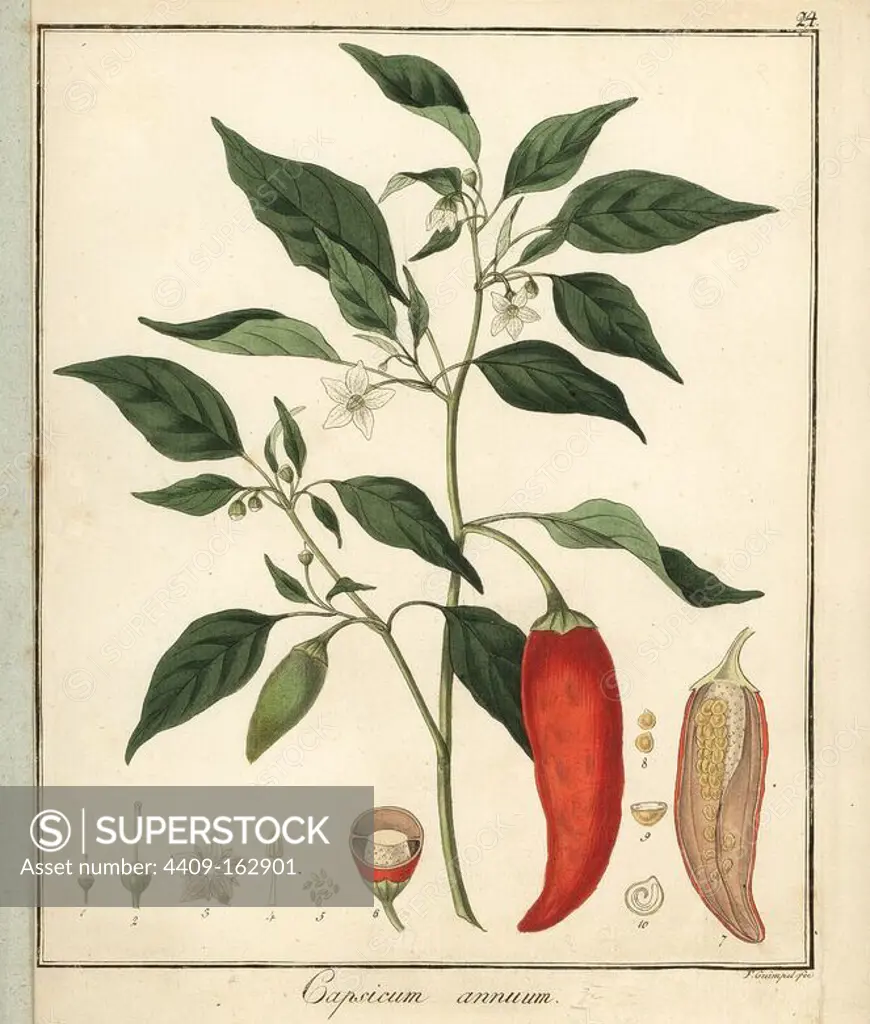Bell, sweet, or chili pepper, Capsicum annuum. Handcoloured copperplate engraving by F. Guimpel from Dr. Friedrich Gottlob Hayne's Medical Botany, Berlin, 1822. Hayne (1763-1832) was a German botanist, apothecary and professor of pharmaceutical botany at Berlin University.