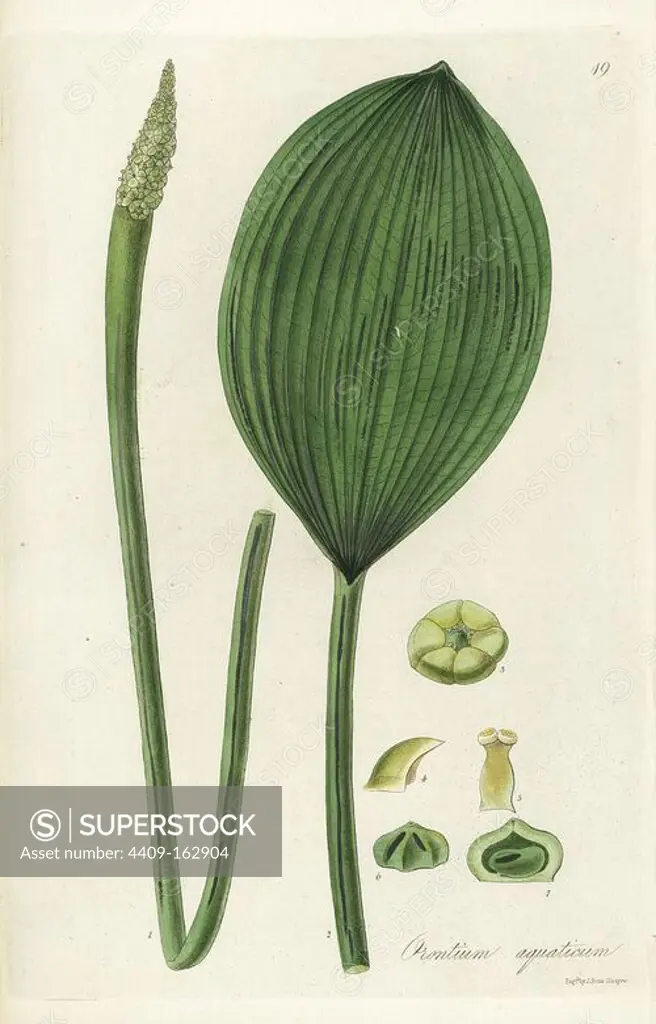 Aquatic orontium, Orontium aquaticum. Native to North America from Canada to Florida. Handcoloured copperplate engraving by J. Swan after a botanical illustration by William Jackson Hooker from his own "Exotic Flora," Blackwood, Edinburgh, 1823. Hooker (1785-1865) was an English botanist who specialized in orchids and ferns, and was director of the Royal Botanical Gardens at Kew from 1841.