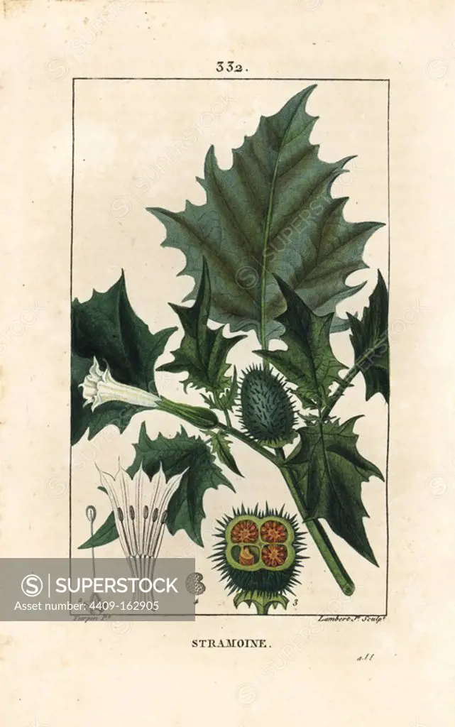 Thorn apple, loco weed or jimson weed, Datura stramonium. Handcoloured stipple copperplate engraving by Lambert Junior from a drawing by Pierre Jean-Francois Turpin from Chaumeton, Poiret and Chamberet's "La Flore Medicale," Paris, Panckoucke, 1830. Turpin (1775~1840) was one of the three giants of French botanical art of the era alongside Pierre Joseph Redoute and Pancrace Bessa.