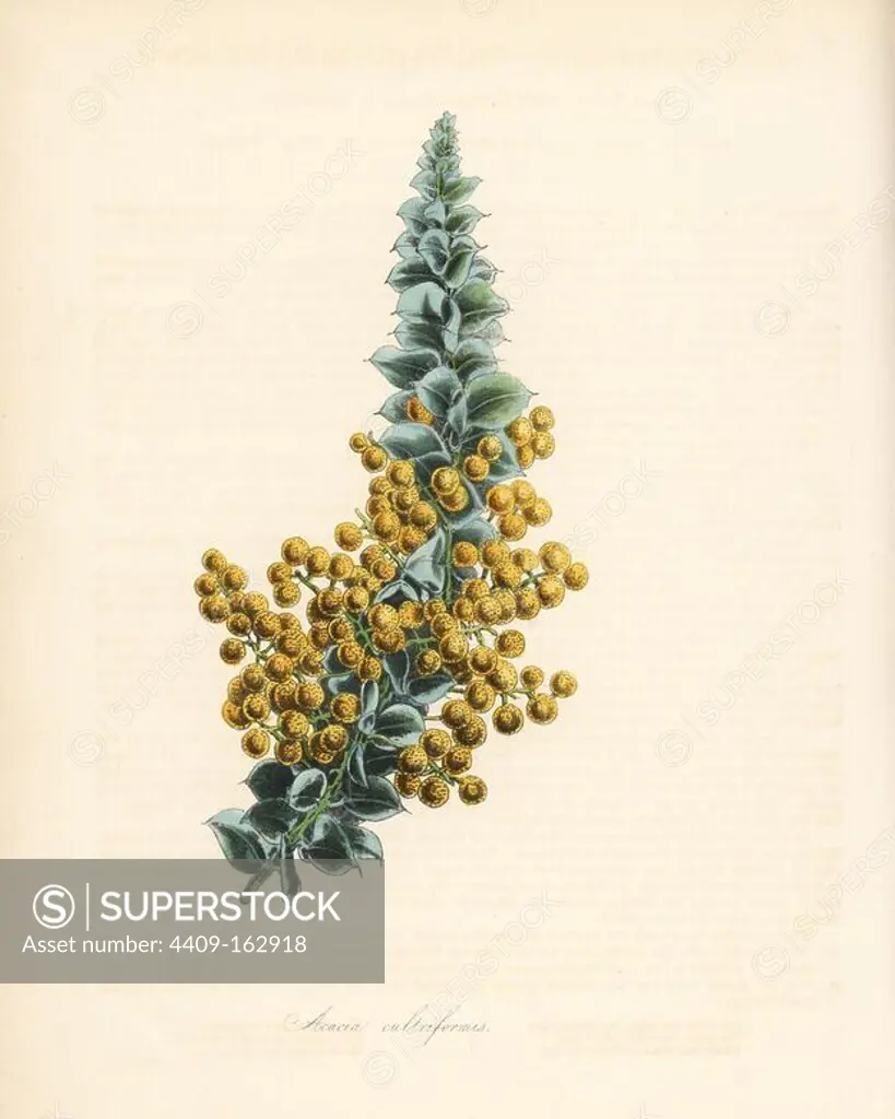 Knife-leaf wattle or coulter-shaped-leaved acacia, Acacia cultriformis. After an illustration by S. Holden in Joseph Paxton's "Magazine of Botany." Handcoloured zincograph by C. Chabot drawn by Miss M. A. Burnett from her "Plantae Utiliores: or Illustrations of Useful Plants," Whittaker, London, 1842. Miss Burnett drew the botanical illustrations, but the text was chiefly by her late brother, British botanist Gilbert Thomas Burnett (1800-1835).