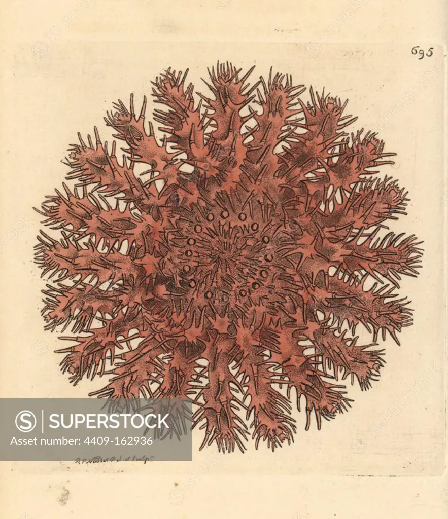 Crown of thorns starfish, Acanthaster planci. Illustration drawn and engraved by Richard Polydore Nodder. Handcoloured copperplate engraving from George Shaw and Frederick Nodder's "The Naturalist's Miscellany," London, 1801.