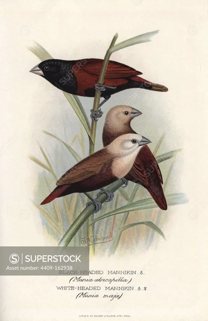 Chestnut munia, Lonchura atricapilla, and white-headed munia, Lonchura maja. (Black headed mannikin, Munia atricapilla, and white-headed mannikin, Munia maja). Chromolithograph by Brumby and Clarke after a painting by Frederick William Frohawk from Arthur Gardiner Butler's "Foreign Finches in Captivity," London, 1899.