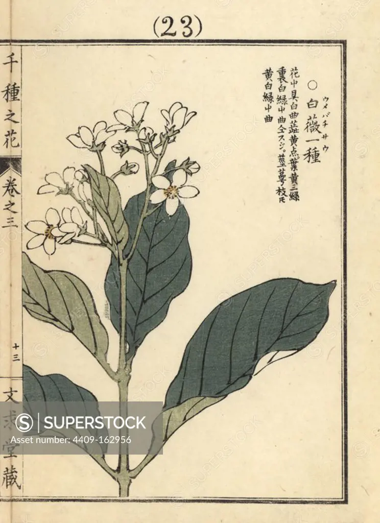 Umebachisou or marsh grass-of-parnassus, Parnassia palustris. Handcoloured woodblock print by Kono Bairei from Senshu no Hana (One Thousand Varieties of Flowers), Bunkyudo, Kyoto, 1889.