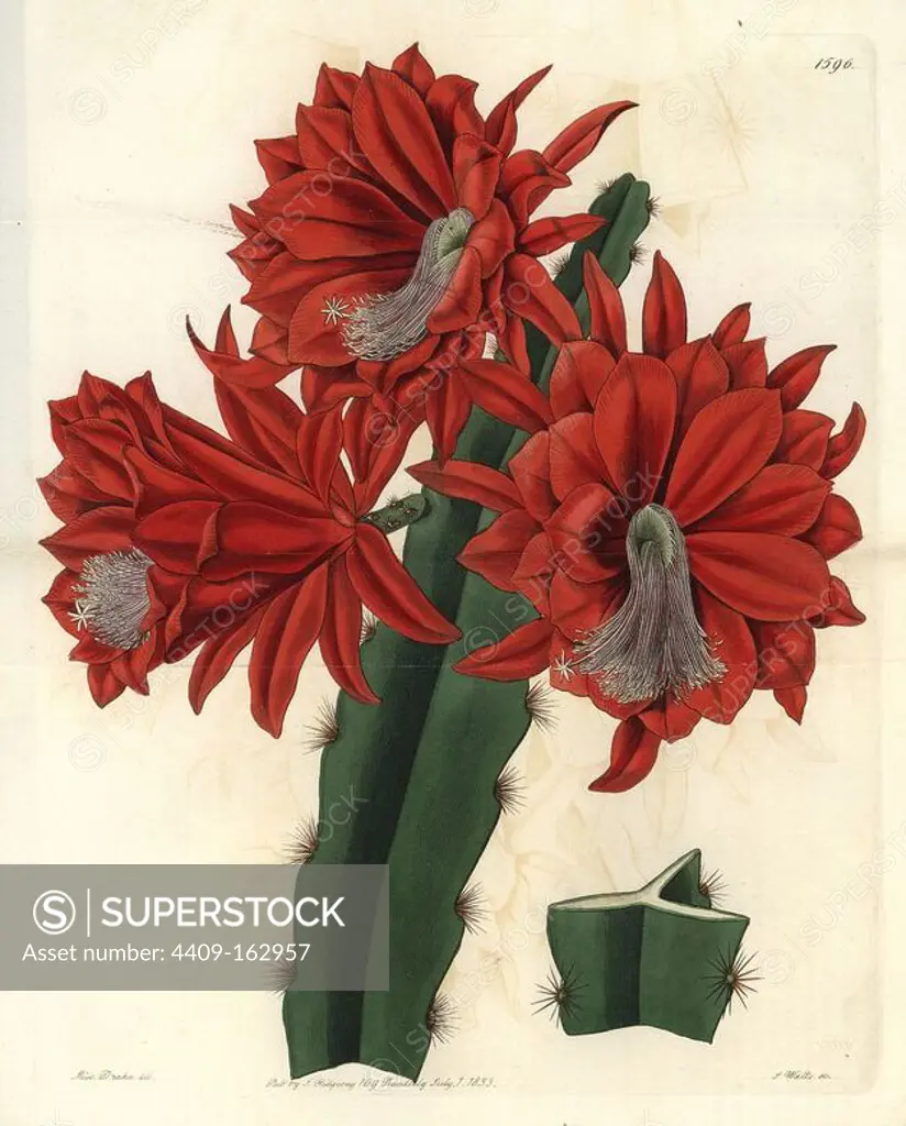 Brick-red hybrid cactus, Disocactus × jenkinsonii (Cactus speciosissimus var. lateritius). Handcoloured copperplate engraving by S. Watts after an illustration by Miss Drake from Sydenham Edwards' "The Botanical Register," London, Ridgway, 1833. Sarah Anne Drake (1803-1857) drew over 1,300 plates for the botanist John Lindley, including many orchids.