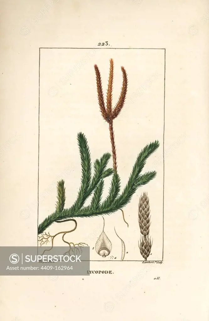 Common club moss, Lycopodium clavatum. Handcoloured stipple copperplate engraving by Lambert Junior from a drawing by Pierre Jean-Francois Turpin from Chaumeton, Poiret and Chamberet's "La Flore Medicale," Paris, Panckoucke, 1830. Turpin (1775~1840) was one of the three giants of French botanical art of the era alongside Pierre Joseph Redoute and Pancrace Bessa.