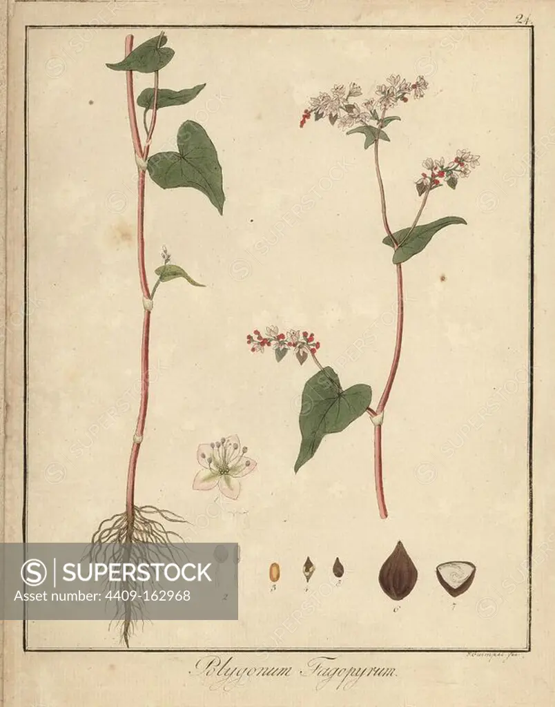 Common buckwheat, Fagopyrum esculentum. Handcoloured copperplate engraving by F. Guimpel from Dr. Friedrich Gottlob Hayne's Medical Botany, Berlin, 1822. Hayne (1763-1832) was a German botanist, apothecary and professor of pharmaceutical botany at Berlin University.