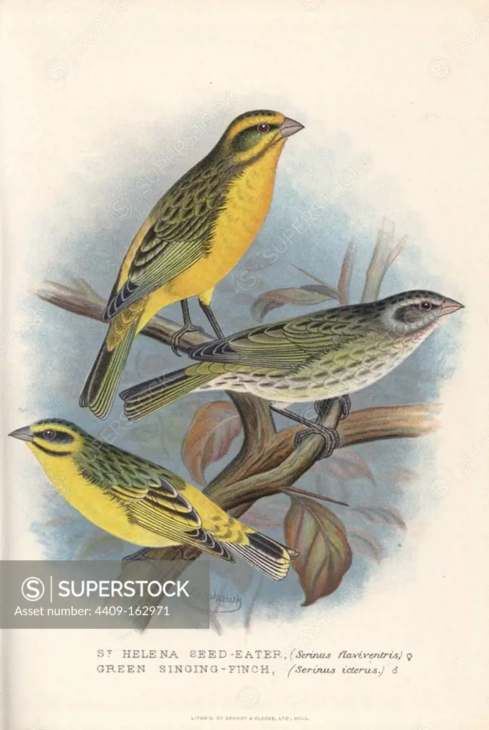 Yellow canary or St. Helena seedeater, Serinus flaviventris, and yellow-fronted canary, Serinus mozambicus (green singing finch, Serinus icterus). Chromolithograph by Brumby and Clarke after a painting by Frederick William Frohawk from Arthur Gardiner Butler's "Foreign Finches in Captivity," London, 1899.