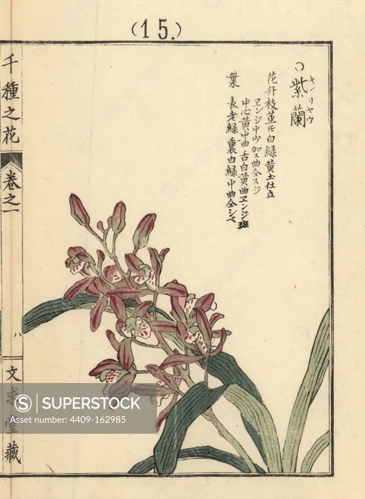 Shiran or Chinese ground orchid, Bletilla striata. Handcoloured woodblock print by Kono Bairei from Senshu no Hana (One Thousand Varieties of Flowers), Bunkyudo, Kyoto, 1900.