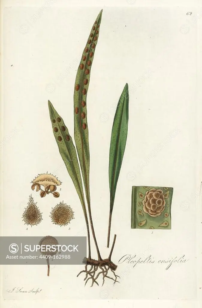 Scaly-fern species, Pleopeltis macrocarpa (Sword-leaved scaly-fern, Pleopeltis ensifolia). Handcoloured copperplate engraving by J. Swan after a botanical illustration by William Jackson Hooker from his own "Exotic Flora," Blackwood, Edinburgh, 1823. Hooker (1785-1865) was an English botanist who specialized in orchids and ferns, and was director of the Royal Botanical Gardens at Kew from 1841.