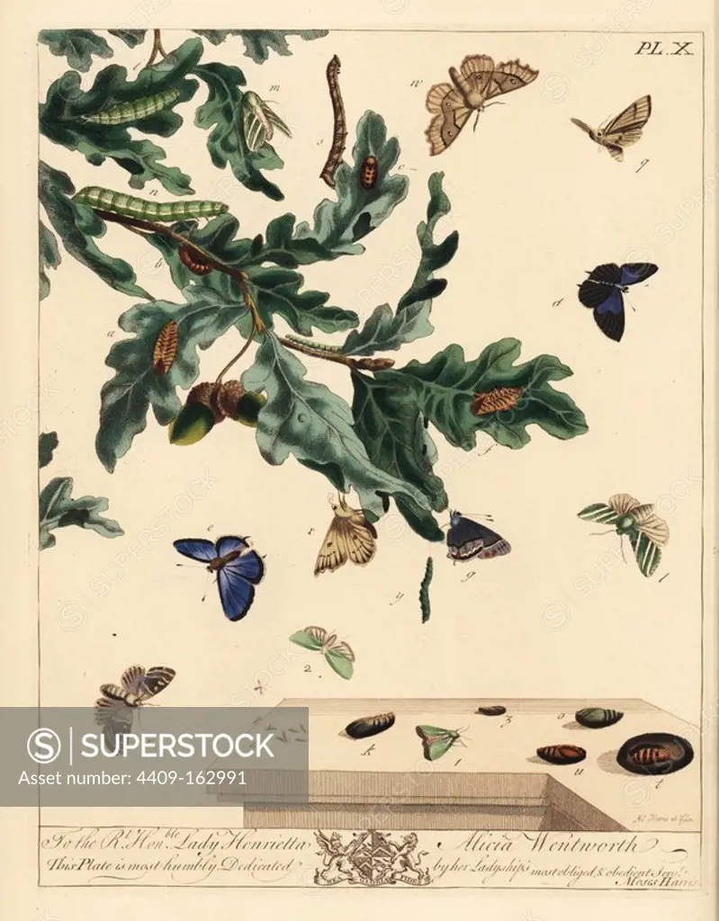 Purple hairstreak butterfly, Neozephyrus quercus, green silver lines moth, Pseudoips prasinana, green oak moth, Tortrix viridana, dun-bar, Cosmia trapezina, and scalloped hazel, Odontopera bidentata. Handcoloured lithograph after an illustration by Moses Harris from "The Aurelian; a Natural History of English Moths and Butterflies," new edition edited by J. O. Westwood, published by Henry Bohn, London, 1840.