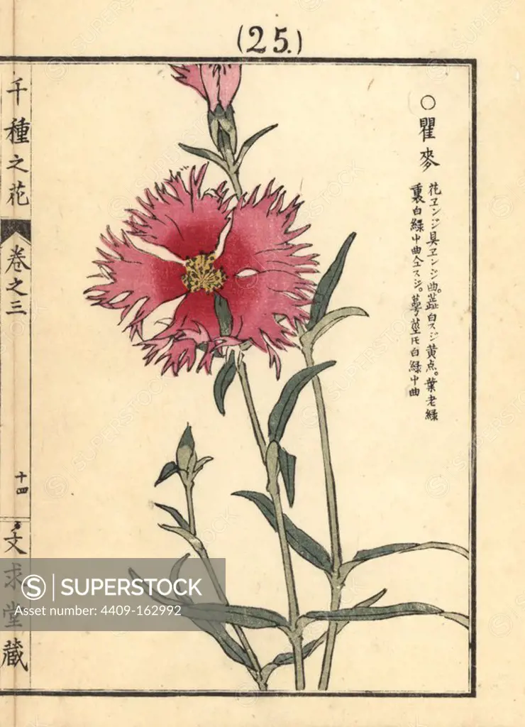 Nadeshiko or fringed pink, Dianthus superbus L. var. longicalycinus. Handcoloured woodblock print by Kono Bairei from Senshu no Hana (One Thousand Varieties of Flowers), Bunkyudo, Kyoto, 1889.