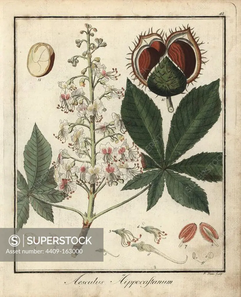 Horse chestnut or conker tree, Aesculus hippocastanum. Handcoloured copperplate engraving by P. Haas from Dr. Friedrich Gottlob Hayne's Medical Botany, Berlin, 1822. Hayne (1763-1832) was a German botanist, apothecary and professor of pharmaceutical botany at Berlin University.
