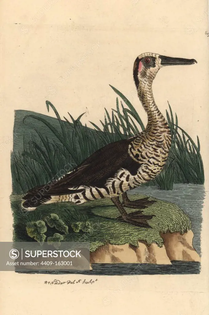 Pink eared duck, Malacorhynchus membranaceus. Illustration drawn and engraved by Richard Polydore Nodder. Handcoloured copperplate engraving from George Shaw and Frederick Nodder's "The Naturalist's Miscellany," London, 1801.