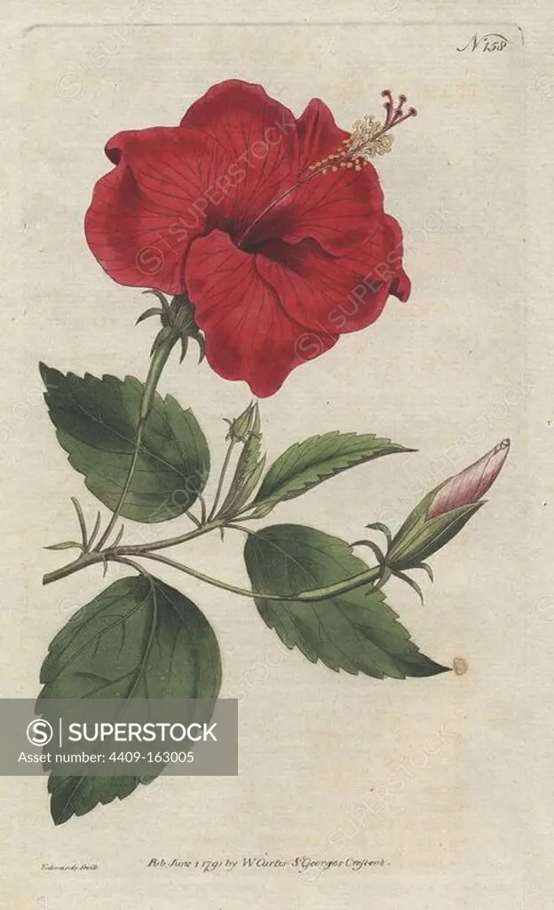 China-rose hibiscus, Hibiscus rosa sinensis. Handcolored copperplate drawn and engraved by Sydenham Edwards from William Curtis's "Botanical Magazine," St. George's Crescent, London, 1791.