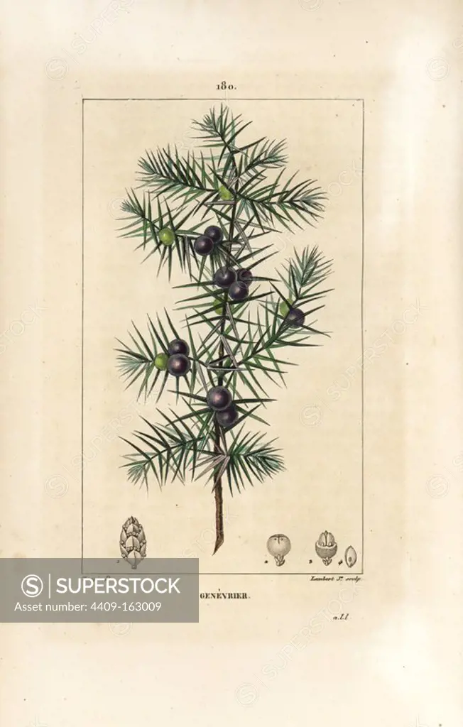 Juniper tree, Juniperus vulgaris, showing leaf, berry and stalk. Handcoloured stipple copperplate engraving by Lambert Junior from a drawing by Pierre Jean-Francois Turpin from Chaumeton, Poiret and Chamberet's "La Flore Medicale," Paris, Panckoucke, 1830. Turpin (1775~1840) was one of the three giants of French botanical art of the era alongside Pierre Joseph Redoute and Pancrace Bessa.