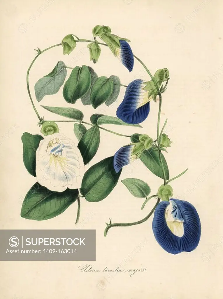 Butterfly pea or greater clitoria, Clitoria ternatea major. Handcoloured zincograph by C. Chabot drawn by Miss M. A. Burnett from her "Plantae Utiliores: or Illustrations of Useful Plants," Whittaker, London, 1842. Miss Burnett drew the botanical illustrations, but the text was chiefly by her late brother, British botanist Gilbert Thomas Burnett (1800-1835).