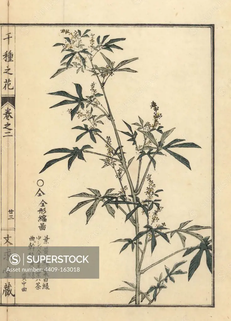 Asa or cannabis, Cannabis sativa. Handcoloured woodblock print by Kono Bairei from Senshu no Hana (One Thousand Varieties of Flowers), Bunkyudo, Kyoto, 1900.