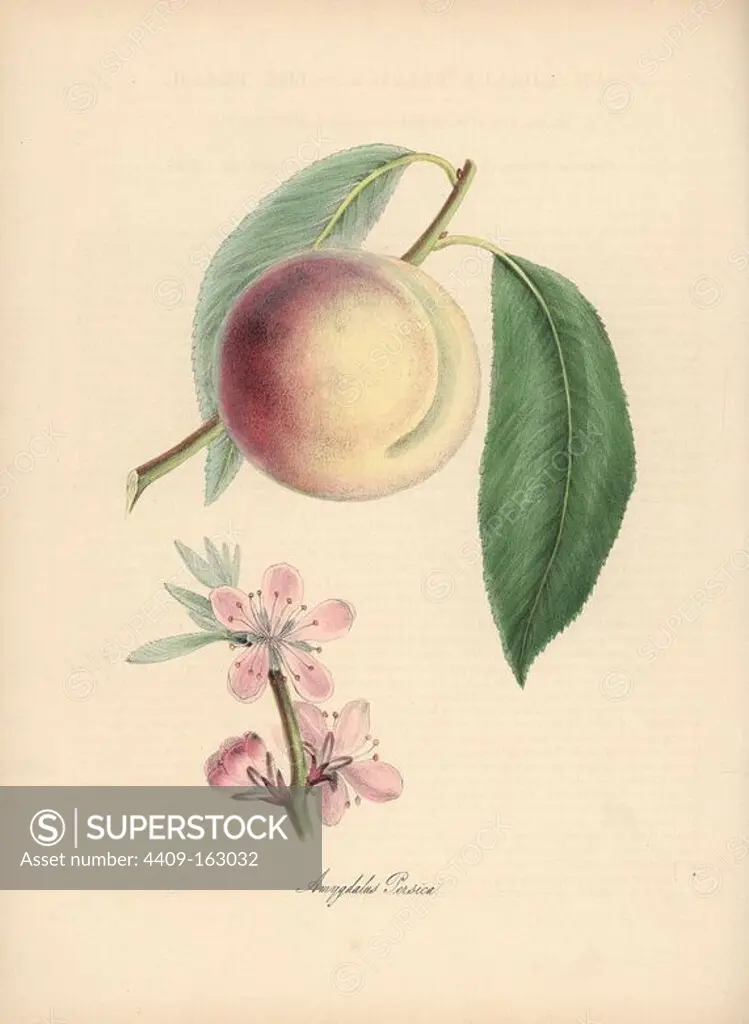 Peach, Amygdalus persica, with blossom, leaf and fruit. Handcoloured zincograph by C. Chabot drawn by Miss M. A. Burnett from her "Plantae Utiliores: or Illustrations of Useful Plants," Whittaker, London, 1842. Miss Burnett drew the botanical illustrations, but the text was chiefly by her late brother, British botanist Gilbert Thomas Burnett (1800-1835).