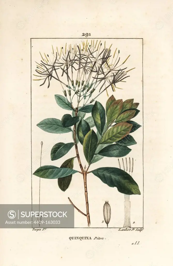 Exostema sanctae-luciae (syn. Cinchona floribunda), with flower, leaf, stalk and seed. Handcoloured stipple copperplate engraving by Lambert Junior from a drawing by Pierre Jean-Francois Turpin from Chaumeton, Poiret and Chamberet's "La Flore Medicale," Paris, Panckoucke, 1830. Turpin (1775~1840) was one of the three giants of French botanical art of the era alongside Pierre Joseph Redoute and Pancrace Bessa.