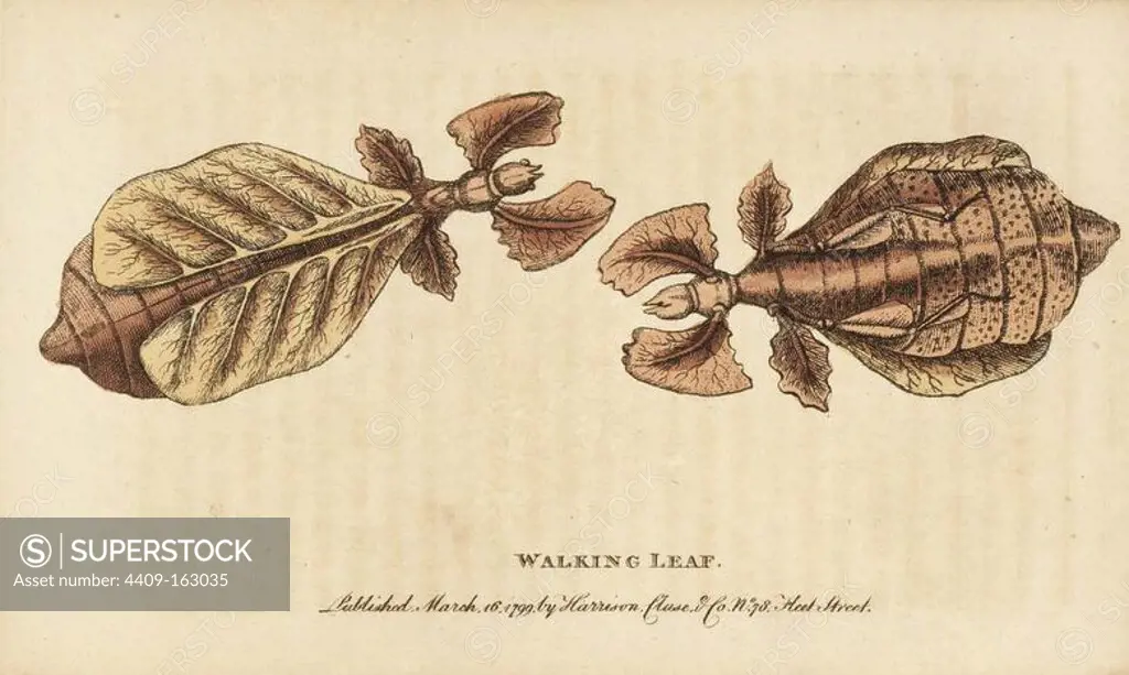Walking leaf insect, Phyllium species, from the West Indies. Illustration copied from George Edwards. Handcoloured copperplate engraving from "The Naturalist's Pocket Magazine," Harrison, London, 1799.