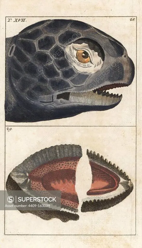 Head and teeth of the leatherback sea turtle, Dermochelys coriacea. (Testudo marina) Critically endangered. Handcolored copperplate engraving from G. T. Wilhelm's "Encyclopedia of Natural History: Amphibia," Augsburg, 1794. Gottlieb Tobias Wilhelm (1758-1811) was a Bavarian clergyman and naturalist known as the German Buffon.
