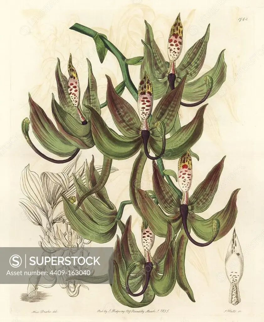 Loddiges' swanwort orchid, Cycnoches loddigesii. Handcoloured copperplate engraving by S. Watts after an illustration by Miss Drake from Sydenham Edwards' "The Botanical Register," London, Ridgway, 1835. Sarah Anne Drake (1803-1857) drew over 1,300 plates for the botanist John Lindley, including many orchids.