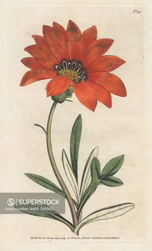 Rigid leaved gorteria, Gazania rigens (Gorteria rigens). Handcolored copperplate engraving from a botanical illustration by James Sowerby from William Curtis's "Botanical Magazine," Lambeth, London, 1789.