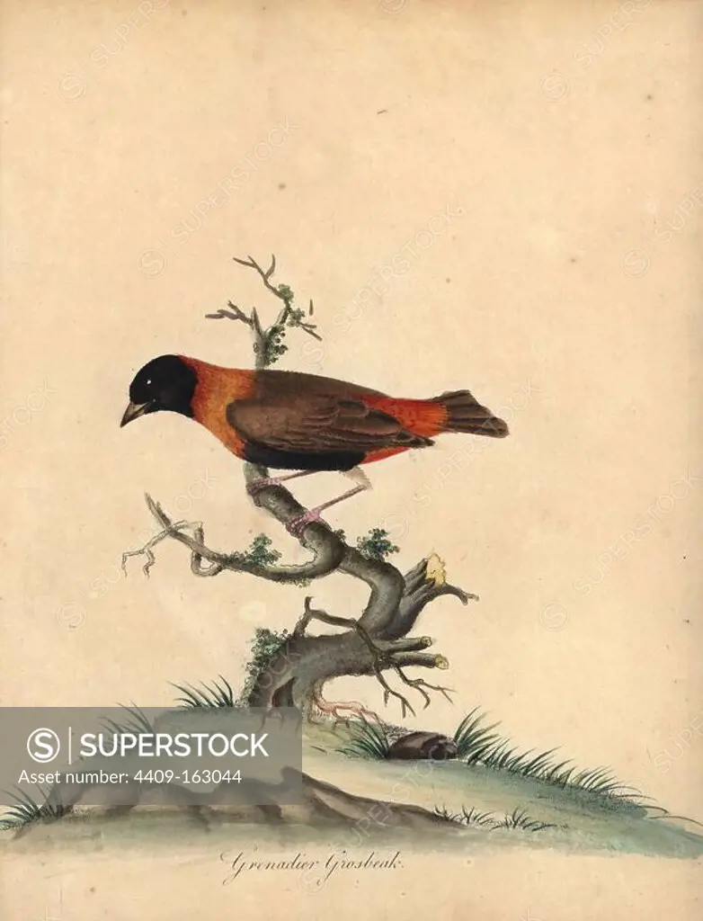 Southern red bishop, Euplectes orix. (Grenadier grosbeak, Loxia orix) Handcoloured copperplate engraving of an illustration by William Hayes from Portraits of Rare and Curious Birds from the Menagery of Osterly Park, London, Bulmer, 1794.