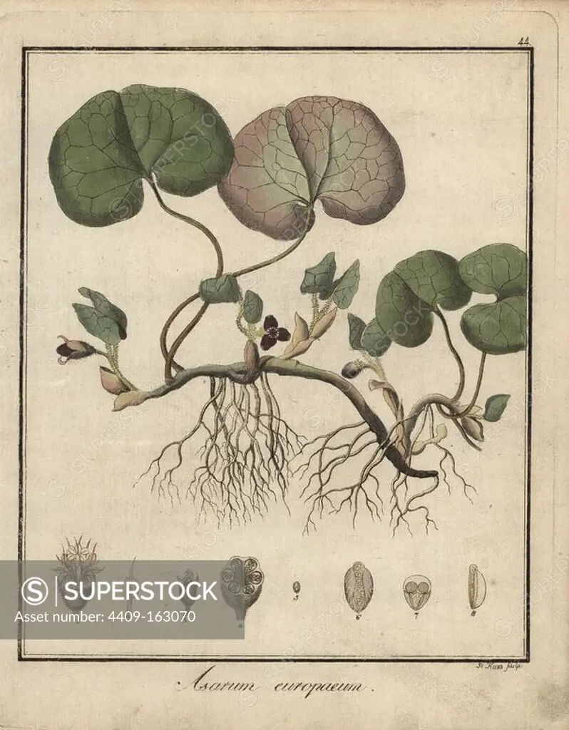 Asarabacca or European wild ginger, Asarum europaeum. Handcoloured copperplate engraving by P. Haas from Dr. Friedrich Gottlob Hayne's Medical Botany, Berlin, 1822. Hayne (1763-1832) was a German botanist, apothecary and professor of pharmaceutical botany at Berlin University.