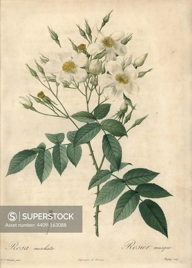Musk rose, Rosa moschata. Handcoloured stipple copperplate engraving by Chapuy after an illustration by Pierre-Joseph Redoute from "Les Roses," Firmin Didot, Paris, 1817.