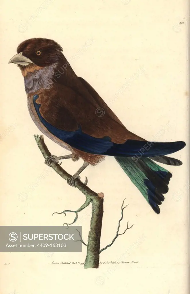 Cinnamon or broad-billed roller, Eurystomus glaucurus (African roller, Coracias africana) Illustration by Richard Polydore Nodder. Handcoloured copperplate engraving from George Shaw and Frederick Nodder's "The Naturalist's Miscellany," London, 1799.
