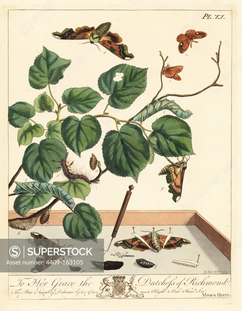 Lime hawk-moth, Mimas tillae, and common vapourer moth or rusty tussock, Orgyia antiqua, on lime leaves, Tillia europaea. Handcoloured lithograph after an illustration by Moses Harris from "The Aurelian; a Natural History of English Moths and Butterflies," new edition edited by J. O. Westwood, published by Henry Bohn, London, 1840.