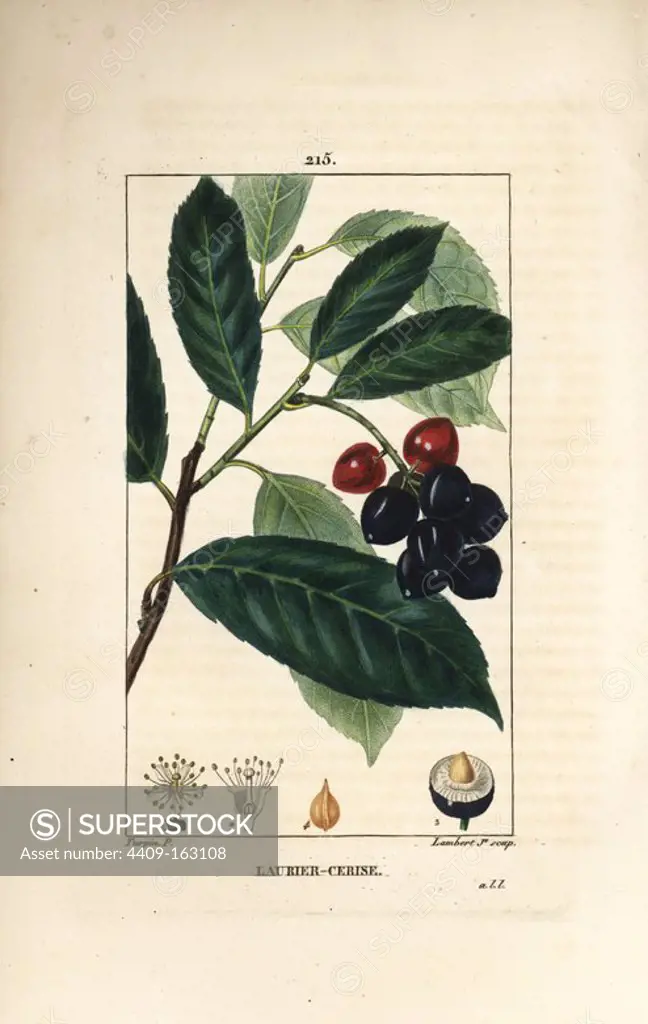 Cherry laurel, Prunus lauro-cerasus, with leaf, fruit and seed. Handcoloured stipple copperplate engraving by Lambert Junior from a drawing by Pierre Jean-Francois Turpin from Chaumeton, Poiret and Chamberet's "La Flore Medicale," Paris, Panckoucke, 1830. Turpin (1775~1840) was one of the three giants of French botanical art of the era alongside Pierre Joseph Redoute and Pancrace Bessa.