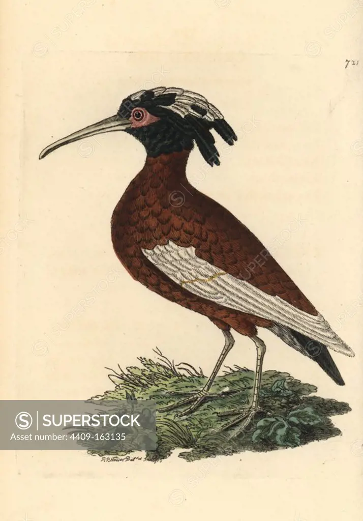 White-winged ibis, Lophotibis cristata. Illustration drawn and engraved by Richard Polydore Nodder. Handcoloured copperplate engraving from George Shaw and Frederick Nodder's "The Naturalist's Miscellany," London, 1805.