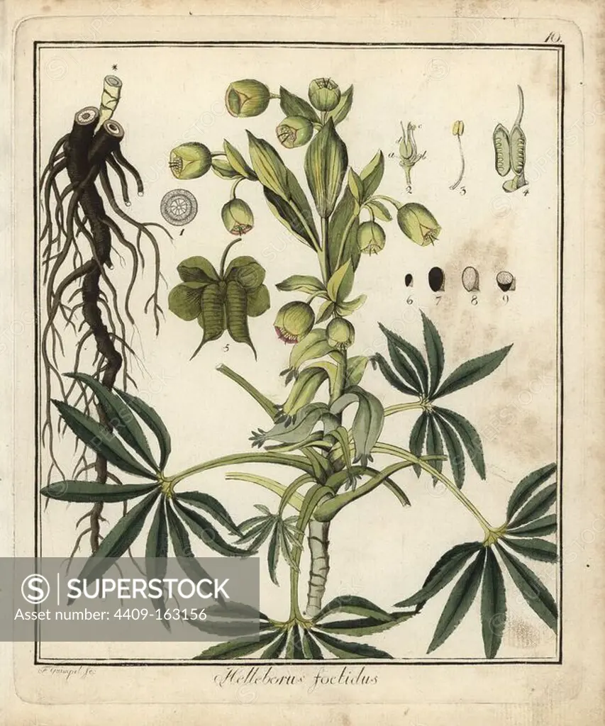 Stinking hellebore, Helleborus foetidus. Handcoloured copperplate engraving by F. Guimpel from Dr. Friedrich Gottlob Hayne's Medical Botany, Berlin, 1822. Hayne (1763-1832) was a German botanist, apothecary and professor of pharmaceutical botany at Berlin University.