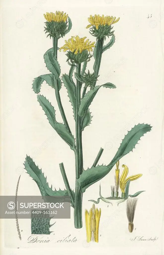 Spanish gold or goldenweed, Grindelia ciliata (ciliated donia, Donia ciliata). Handcoloured copperplate engraving by J. Swan after a botanical illustration by William Jackson Hooker from his own "Exotic Flora," Blackwood, Edinburgh, 1823. Hooker (1785-1865) was an English botanist who specialized in orchids and ferns, and was director of the Royal Botanical Gardens at Kew from 1841.