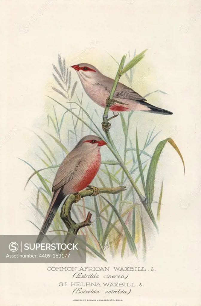 Black-rumped waxbill, Estrilda troglodytes, and common or St. Helena waxbill, Estrilda astrild. Chromolithograph by Brumby and Clarke after a painting by Frederick William Frohawk from Arthur Gardiner Butler's "Foreign Finches in Captivity," London, 1899.