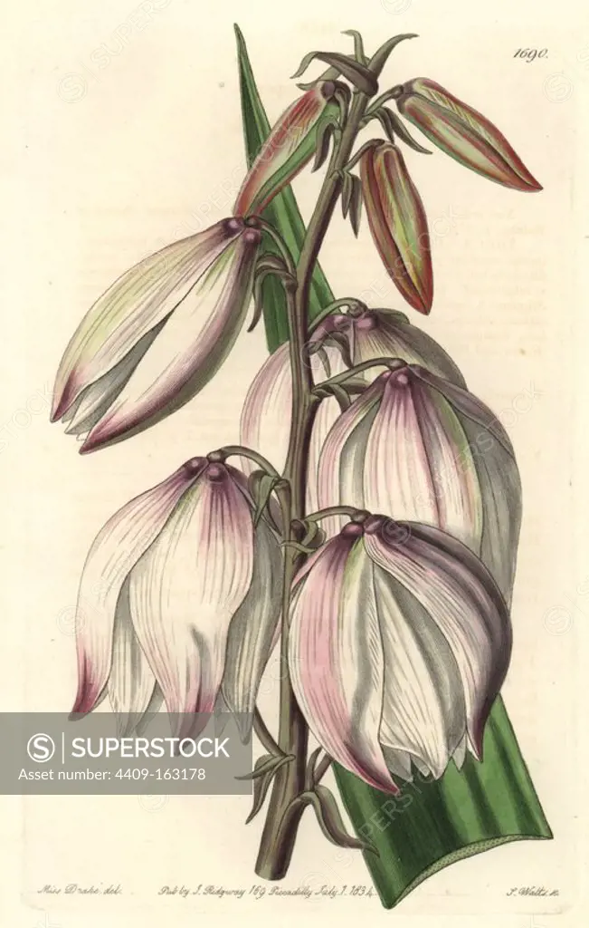 Spanish dagger, Yucca gloriosa var. gloriosa (Superb Adam's needle, Yucca superba). Handcoloured copperplate engraving by S. Watts after an illustration by Miss Drake from Sydenham Edwards' "The Botanical Register," London, Ridgway, 1834. Sarah Anne Drake (1803-1857) drew over 1,300 plates for the botanist John Lindley, including many orchids.