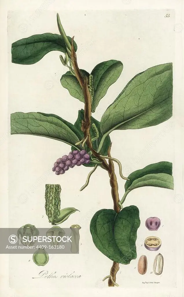 Pearl laceleaf, Anthurium scandens subsp. scandens (Violet-fruited pothos, Pothos violacea). Handcoloured copperplate engraving by J. Swan after a botanical illustration by William Jackson Hooker from his own "Exotic Flora," Blackwood, Edinburgh, 1823. Hooker (1785-1865) was an English botanist who specialized in orchids and ferns, and was director of the Royal Botanical Gardens at Kew from 1841.