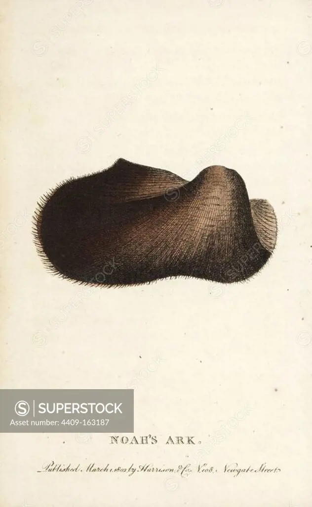 Noah's ark shell, Arca noae. Illustration copied from Georg Knorr. Handcoloured copperplate engraving from "The Naturalist's Pocket Magazine," Harrison, London, 1802.