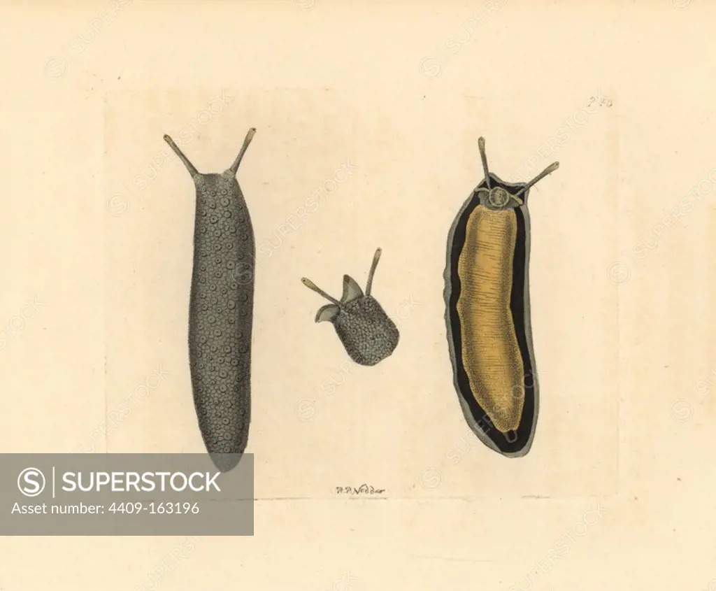 Sea slug, Onchidium typhae, upperside and underside. Found on the bulrush, Typha elephantina, in India. Illustration drawn and engraved by Richard Polydore Nodder. Handcoloured copperplate engraving from George Shaw and Frederick Nodder's "The Naturalist's Miscellany," London, 1805.