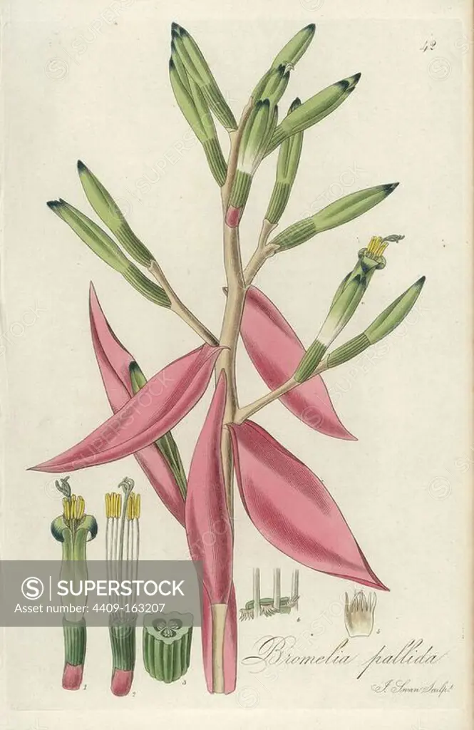 Panicle of the showy airbroom, Billbergia amoena (Bromelia pallida). Handcoloured copperplate engraving by J. Swan after a botanical illustration by William Jackson Hooker from his own "Exotic Flora," Blackwood, Edinburgh, 1823. Hooker (1785-1865) was an English botanist who specialized in orchids and ferns, and was director of the Royal Botanical Gardens at Kew from 1841.