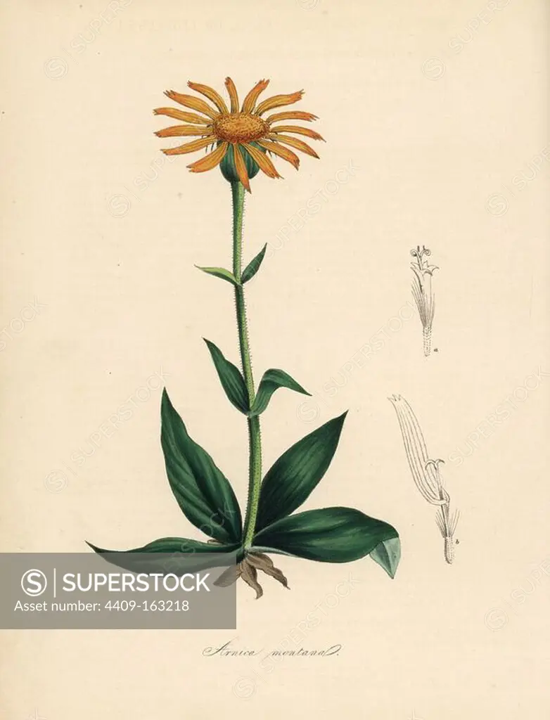 Mountain arnica or leopard's bane, Arnica montana. Handcoloured zincograph by C. Chabot drawn by Miss M. A. Burnett from her "Plantae Utiliores: or Illustrations of Useful Plants," Whittaker, London, 1842. Miss Burnett drew the botanical illustrations, but the text was chiefly by her late brother, British botanist Gilbert Thomas Burnett (1800-1835).